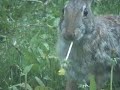 Rabbit music video Rabbit music video