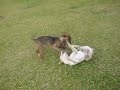 Briga dos Dog Briga dos Dog