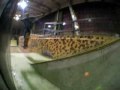 ryan decenzo orkus skatepark