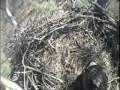 2008 Blackwater Eagle Cam - Incubating Video 2