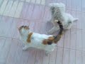 KEDİ KÖPEK AŞKI