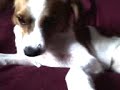 Pingo Comendo o Chiclete, e gruda no focinho...