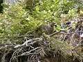 Ruffed Grouse