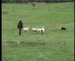 English National Sheepdog Trials 2007 - Shirley Cropper