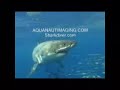 SharkDiver.Com-\"Shredder\"