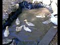 Baby Muscovies take a swim