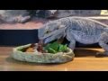 Bearded dragon eating salad (fast forwarded)