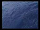 Lauren Catches Sailfish (Key West)