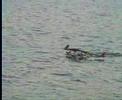 Wasserflug