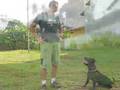 Bull Terrier Inglés video