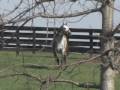 Giacomo 2005 Kentucky Derby Winner