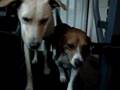 Marley and Buddy (Mutt & Jeff) go Leashless on Teadmill Pt 2