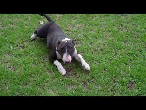 BULL TERRIER