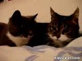 cats conversation