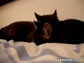 cats conversation