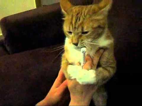 CAT TEETH