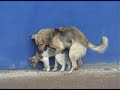 Dog humping a cat