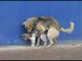 Dog humping a cat