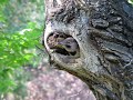 Baby woodpecker pt. 2 Baby woodpecker pt. 2