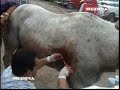 JARIPEOS DE LAZO, MONTAS, TOROS, MICHOACAN