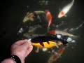 Koi breeding results