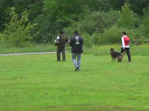 Chiempionat Rossii 2010 po IPO-3|-