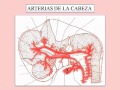 Sistema arterial.mp4