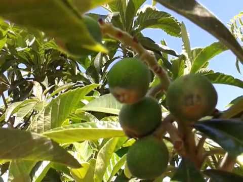 how to fertilize loquat trees