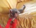 Cliquez pour voir la vid�o
