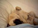 Awakening of my pug Saper. A very short movie :-)