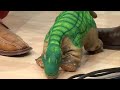 Dino Pleo ist der Superstar im Planet Reseller