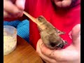 Criando pardillos en cautividad a 
