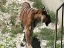juste un tigre   a tiger