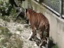 juste un tigre   a tiger