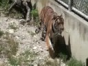 juste un tigre   a tiger