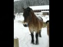 Love horses