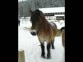 Love horses