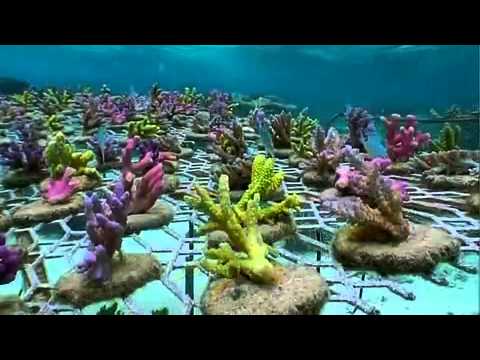 Coral Gardening in Fiji