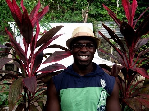 how to transplant a poinsettia to your garden