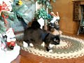 Figgy The Three Legged Cat Figgy The Three Legged Cat