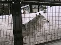 オオカミ