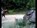 Ginger - Started JUMPING