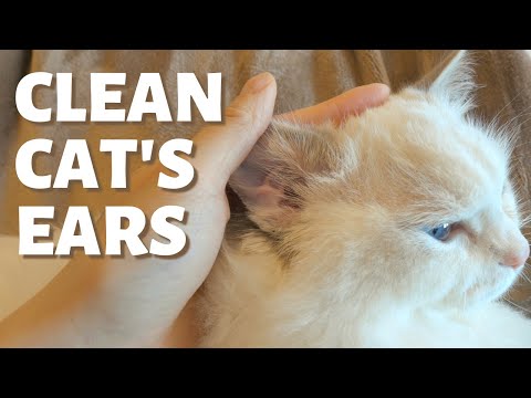 How to Clean a Cat's Ears | 4 Step Tutorial to Care for Cat’s Ears