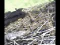 Hummingbird Hummingbird