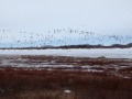 Snow Geese in Fort severn