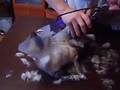 стрижка кошек www.Laicat.ru