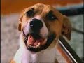 DE A PERRITO