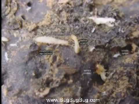 how to get rid of ants qld