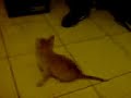 crazy bougas cat