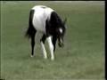 videos de 2007 Lodes of Joy CA